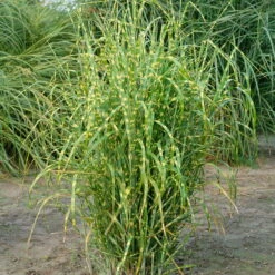 Bio Zebragras 'Zebrinus', Topf 5 Liter -Garten Sicht Verkäufe 0320300264 Miscanthus sin Zebrinus KB 5ltr Cont 34957