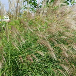 Bio Zebragras 'Little Zebra', Topf 3 Liter -Garten Sicht Verkäufe 0320300423 Miscanthus sin Little Zebra KB 3ltr Cont 34566