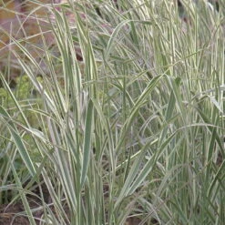 Bio Reitgras 'Overdam', Weiß-grün Gestreift, Topf 5 Liter -Garten Sicht Verkäufe 0320300601 Calamagrostis acutiflora Overdam KB 5ltr Cont 75703
