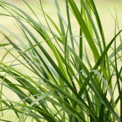 Bio Pampasgras 'Pumila', Topf 5 Liter -Garten Sicht Verkäufe 0320300620 Cortaderia selloana Pumila 1 81617