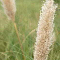 Bio Pampasgras 'Pumila', Topf 5 Liter -Garten Sicht Verkäufe 0320300620 Cortaderia selloana Pumila 2 81618