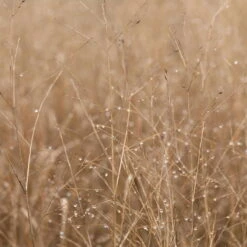 Bio Rutenhirse 'Heavy Metal', Topf 5 Liter -Garten Sicht Verkäufe 0320300777 Panicum virgatum Heavy Metal KB 5Ltr Cont1 78152