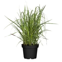 Bio Rutenhirse 'Heavy Metal', Topf 5 Liter -Garten Sicht Verkäufe 0320300777 Panicum virgatum Heavy Metal KB 5Ltr Cont2 78151