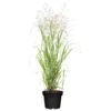 Bio Rutenhirse 'Heavy Metal', Topf 5 Liter