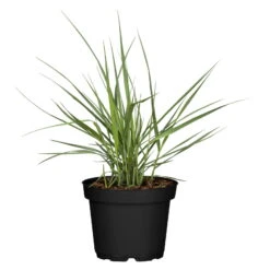 Bio Rutenhirse 'Prairie Sky', Topf 5 Liter -Garten Sicht Verkäufe 0320300824 Panicum virgatum Prairie Sky KB 5Ltr Cont 78149