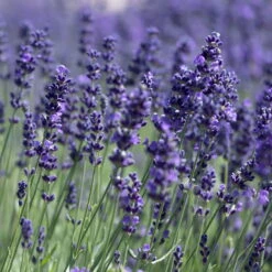 Lavendel 'Hidcote Blue', Dunkel-blauviolett, Topf-Ø 23 Cm -Garten Sicht Verkäufe 0320500484 Lavandula ang Hidcote Bluete 2 111618