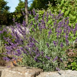 Lavendel 'Hidcote Blue', Dunkel-blauviolett, Topf-Ø 23 Cm -Garten Sicht Verkäufe 0320500484 Lavandula ang Hidcote Bluete 3 111620