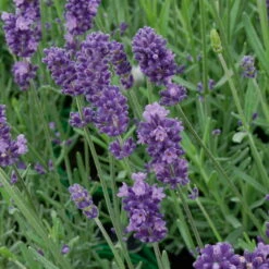 Lavendel, Lilablau Topf-Ø 19 Cm, 2er-Set -Garten Sicht Verkäufe 0320500567 Lavendula Siesta Hidcote Blue Koelles Beste 12 13 cm Topf 4918