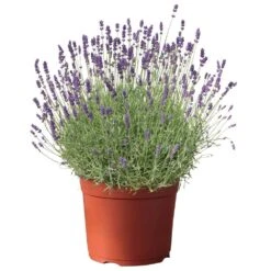 Lavendel, Lilablau Topf-Ø 19 Cm, 2er-Set -Garten Sicht Verkäufe 0320500568 koelle s beste lavendel hidcote blue blau 17 cm topf 42863