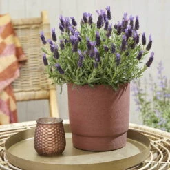 Lavendel 'Purple Flag' Violett, Topf-Ø 17 Cm, 2er-Set -Garten Sicht Verkäufe 0320500671 Lavandula Lamorosia Purple Flag 19cm Topf Woud1 70212