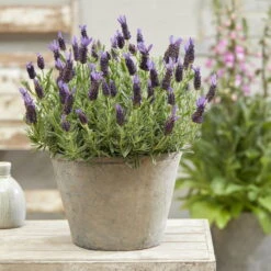 Lavendel 'Purple Flag' Violett, Topf-Ø 17 Cm, 2er-Set -Garten Sicht Verkäufe 0320500671 Lavandula Lamorosia Purple Flag 19cm Topf Woud2 70211