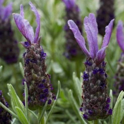 Lavendel 'Purple Flag' Violett, Topf-Ø 17 Cm, 2er-Set -Garten Sicht Verkäufe 0320500671 Lavandula Lamorosia Purple Flag 19cm Topf Woud3 70210