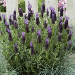 Lavendel 'Purple Flag' Violett, Topf-Ø 17 Cm, 2er-Set -Garten Sicht Verkäufe 0320500671 Lavandula Lamorosia Purple Flag 19cm Topf Woud4 70209