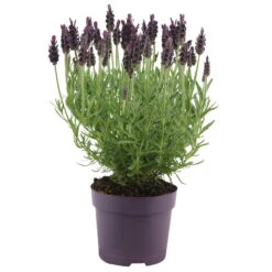 Schopflavendel 'Anouk', 6er-Set, Topf 10,5 Cm Ø -Garten Sicht Verkäufe 0320500698 Lavandula stoechas Anouk 10 5cm Topf Portugal 2 66325