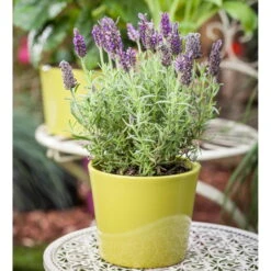 Schopflavendel 'Anouk', 6er-Set, Topf 10,5 Cm Ø -Garten Sicht Verkäufe 0320500698 Lavandula stoechas Anouk 10cm Topf Portugal1 67994