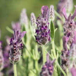 Schopflavendel 'Anouk', 6er-Set, Topf 10,5 Cm Ø -Garten Sicht Verkäufe 0320500698 Lavandula stoechas Anouk 10cm Topf Portugal2 67996