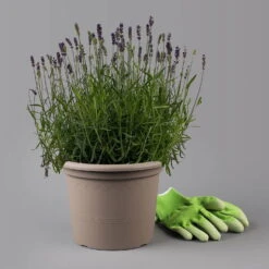 Lavendel 'Hidcote Blue', Dunkel-blauviolett, Topf-Ø 23 Cm -Garten Sicht Verkäufe 0320500702 Lavandula ang Hidcote Blue 1 125877