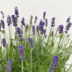 Lavendel 'Hidcote Blue', Dunkel-blauviolett, Topf-Ø 23 Cm -Garten Sicht Verkäufe 0320500702 Lavandula ang Hidcote Blue 4 112003
