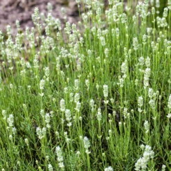 Lavendel 'Alba' Weiß, Topf-Ø 13 Cm, 3er-Set -Garten Sicht Verkäufe 0320500717 Lavandula angustifolia weiss NR 13cm Topf 3er Set WEB1 70216