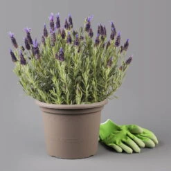 Lavendel 'Purple Flag' Violett, Topf-Ø 17 Cm, 2er-Set -Garten Sicht Verkäufe 0320500725 0319200089 Lavandula Lamorosia Purple Flag 1 125871