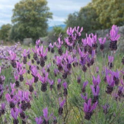 Schopflavendel 'Anouk', 6er-Set, Topf 10,5 Cm Ø -Garten Sicht Verkäufe 0320500729 Lavandula stoechas Anouk 6er Set 1 92521