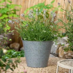 Lavendel, Lilablau Topf-Ø 19 Cm, 2er-Set -Garten Sicht Verkäufe 0320500730 Lavandula angustifolia 1 88402