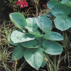 Blaublatt-Funkie 'Big Daddy' Weiß, Topf-Ø 11 Cm, 3er-Set