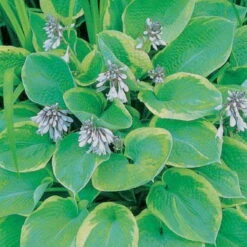 Funkie 'So Sweet' Weiß, Topf-Ø 11 Cm, 3er-Set -Garten Sicht Verkäufe 0320600169 Hosta plant. So Sweet 46350