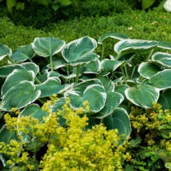 Funkie 'Barbara Ann' Weiß, Topf-Ø 11 Cm, 3er-Set