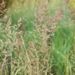 Bio Reitgras 'Overdam', Weiß-grün Gestreift, Topf 5 Liter -Garten Sicht Verkäufe 0321600002 Calamagrostis acut Overdam 2 125726