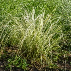 Bio Reitgras 'Overdam', Weiß-grün Gestreift, Topf 5 Liter -Garten Sicht Verkäufe 0321600002 Calamagrostis acut Overdam 3 125725