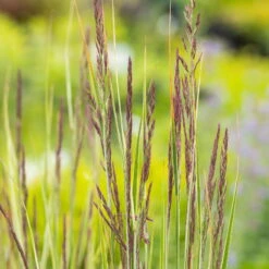 Bio Reitgras 'Overdam', Weiß-grün Gestreift, Topf 5 Liter -Garten Sicht Verkäufe 0321600002 Calamagrostis acut Overdam 4 125724