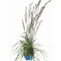 Bio Reitgras 'Overdam', Weiß-grün Gestreift, Topf 5 Liter -Garten Sicht Verkäufe 0321600002 Calamagrostis acut Overdam 4 114071