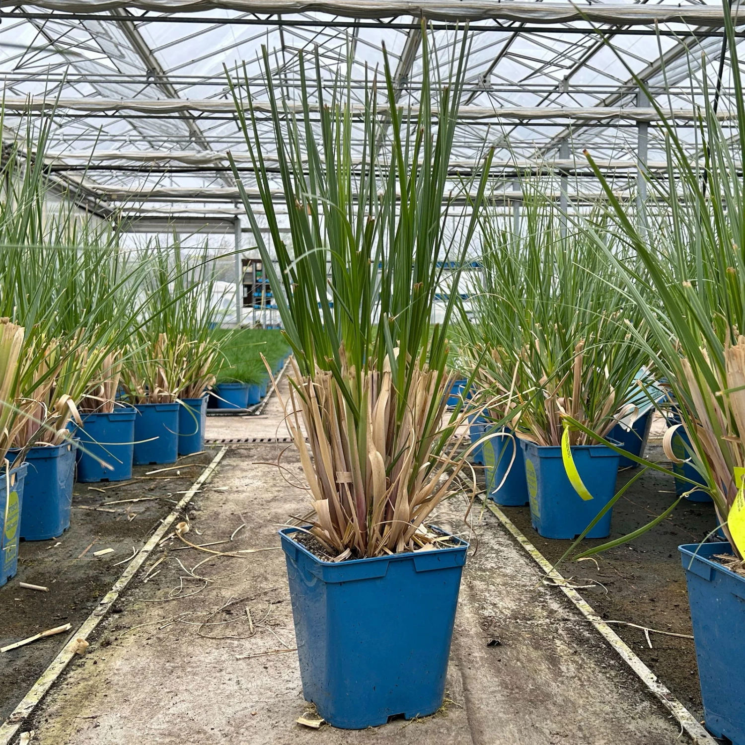 Bio Pampasgras 'Evita'®, Topf 5 Liter 2 Bio Pampasgras 'Evita'®, Topf 5 Liter – Bild 2