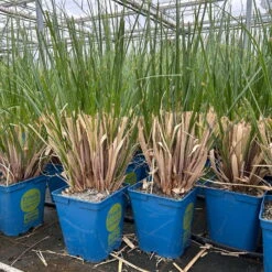 Bio Pampasgras 'Evita'®, Topf 5 Liter 8 Bio Pampasgras 'Evita'®, Topf 5 Liter -Garten Sicht Verkäufe 0321600004 cordateria sellonan evita 4 123883