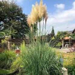 Bio Pampasgras 'Pumila', Topf 5 Liter -Garten Sicht Verkäufe 0321600005 pampasgras test 124761