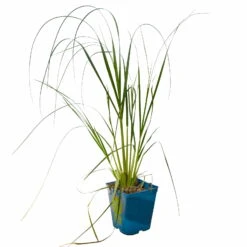 Bio Pampasgras 'Pumila', Topf 5 Liter -Garten Sicht Verkäufe 0321600005 Cortaderia selloana Pumila 5L 3 112425