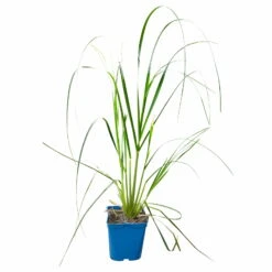 Bio Pampasgras 'Pumila', Topf 5 Liter -Garten Sicht Verkäufe 0321600005 Cortaderia selloana Pumila 5L 5 112426