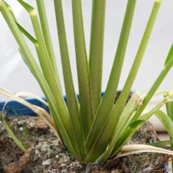 Bio Pampasgras 'Pumila', Topf 5 Liter -Garten Sicht Verkäufe 0321600005 Cortaderia selloana Pumila 5L 8 112493