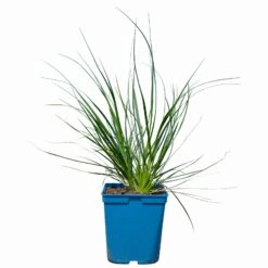 Bio Pampasgras 'Sunnigdale Silver' Silber-weiß, Topf 5 Liter -Garten Sicht Verkäufe 0321600007 Cortaderia selloana Sunningdale Silver 2 112427