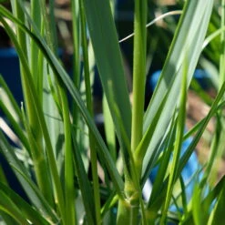 Bio Pampasgras 'Sunnigdale Silver' Silber-weiß, Topf 5 Liter -Garten Sicht Verkäufe 0321600007 Cortaderia selloana Sunningdale Silver 5 112496