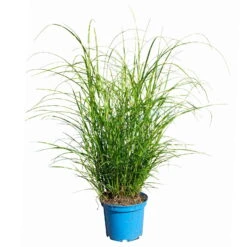 Bio Zebragras 'Little Zebra', Topf 3 Liter -Garten Sicht Verkäufe 0321600013 Miscanthus sin Little Zebra 4 113927