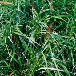 Bio Lampenputzergras 'National Arboretum' Braun, Höhe 60-80 Cm, 5 Liter Topf -Garten Sicht Verkäufe 0321600020 Pennisetum National Arboretum beschnitten 120415