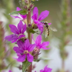 Bio Blut-Weiderich Violett, Topf-Ø 11 Cm, 3er-Set -Garten Sicht Verkäufe 0330100088 Lythrum salicaria KB 11cm Topf rot 75711