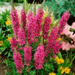 Bio Blut-Weiderich Violett, Topf-Ø 11 Cm, 3er-Set -Garten Sicht Verkäufe 0330100088 Lythrum salicaria KB 11 cm Topf rot 75496