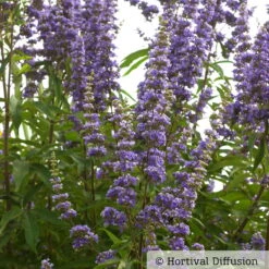 Kollektion 'Bienenweide Blau', 3er-Set, Höhe 30-60 Cm, Topf 4,6 Liter -Garten Sicht Verkäufe 0410110246 Vitex agnus castus 2 87689