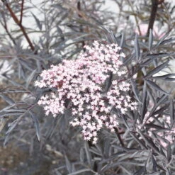 Rotlaubiger Holunder 'Black Lace'® ('Eva'PBR), 3er-Set, Topf 5 Liter -Garten Sicht Verkäufe 0410110399 KB Sambucus nigra Black Lace 040 060 19cm Topf 49270 1