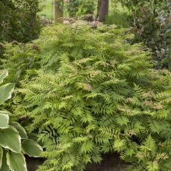 Niedrige Fiederspiere, Sorbaria Sorbifolia 'Sem'(s), Cremeweiß, Topf 5 L -Garten Sicht Verkäufe 0410110400 Sorbaria sorbifolia Sem 1 83295