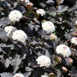 Rotblättrige Blasenspiere 'Diabolo'®, Cremeweiß, Höhe 30-60 Cm, Topf 5 Liter -Garten Sicht Verkäufe 0410110584 Physocarpus op Diabolo 2 92981