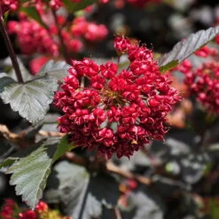Rotblättrige Blasenspiere 'Diabolo'®, Cremeweiß, Höhe 30-60 Cm, Topf 5 Liter -Garten Sicht Verkäufe 0410110584 Physocarpus op Diabolo 3 92980